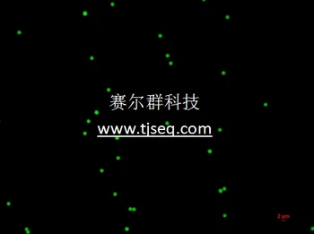 Монодисперсная зелената луминесцентна микросфера /възбуда 488 нм/ Радиация 518 нм / Полистирольная зелената луминесцентна микросфера